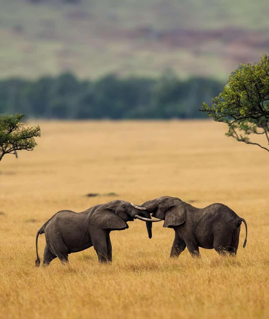 Oloirien Tented Camp Hotell Mara Simba Eksteriør bilde