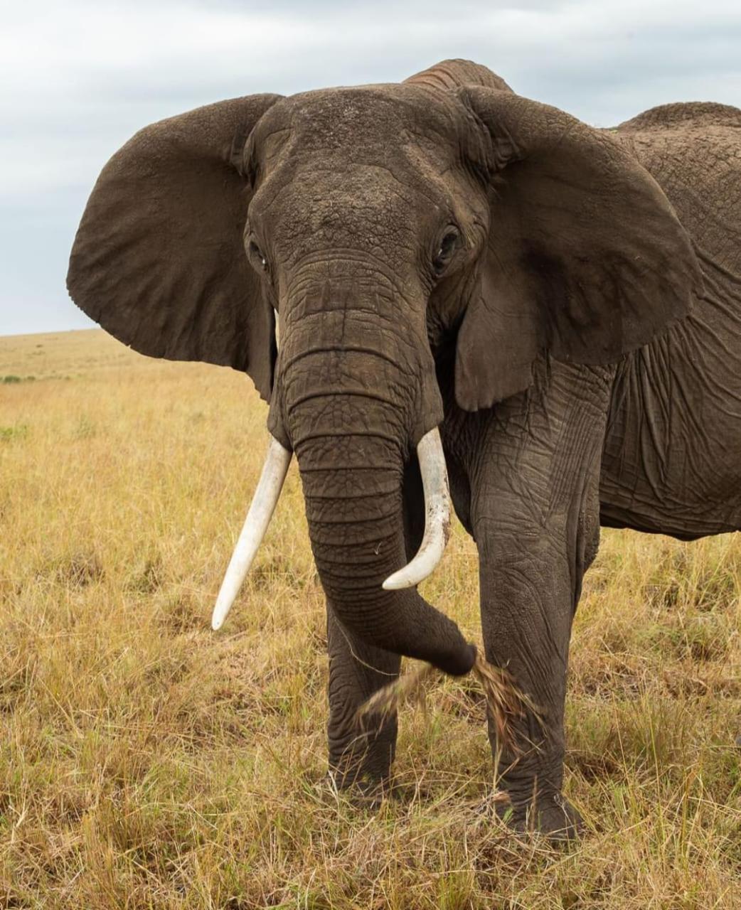 Oloirien Tented Camp Hotell Mara Simba Eksteriør bilde