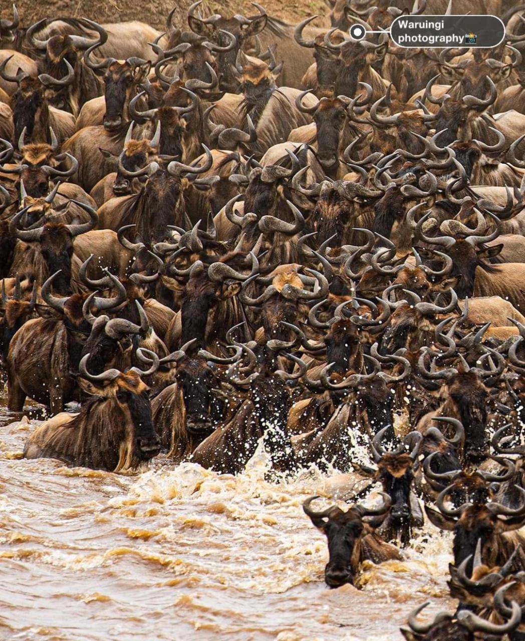 Oloirien Tented Camp Hotell Mara Simba Eksteriør bilde